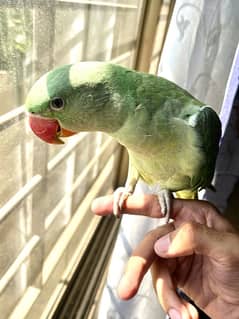 Kashmiri Parrot with cage| Raw Parrot | Fully Tamed | Cage