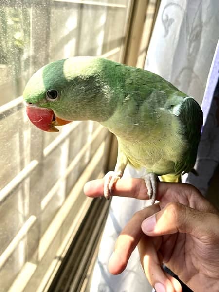 Kashmiri Parrot | Raw Parrot | Fully Tamed | Cage 0