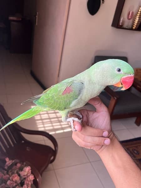 Kashmiri Parrot | Raw Parrot | Fully Tamed | Cage 1