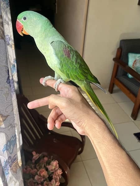 Kashmiri Parrot | Raw Parrot | Fully Tamed | Cage 4