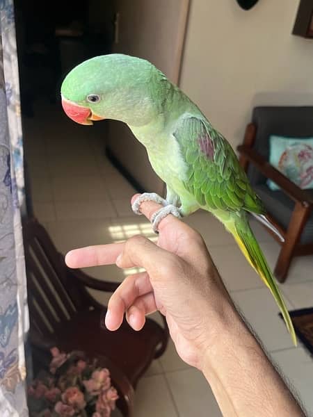 Kashmiri Parrot | Raw Parrot | Fully Tamed | Cage 5