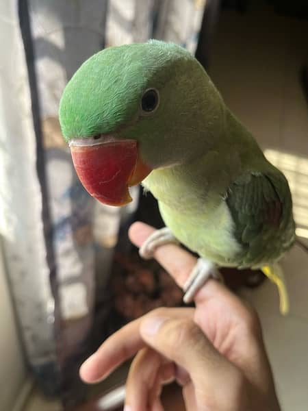 Kashmiri Parrot | Raw Parrot | Fully Tamed | Cage 6