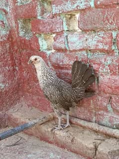 desi/hen desi/murgi desi/chicks aseel/murgi aseel/chicks aseel/hen