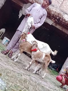 Dasi Bakri Sath 2 male bachy