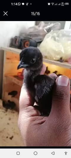 ayam cemani