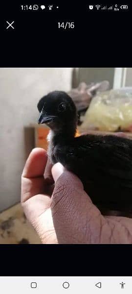 ayam cemani 1