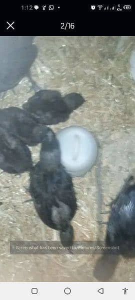 ayam cemani 6