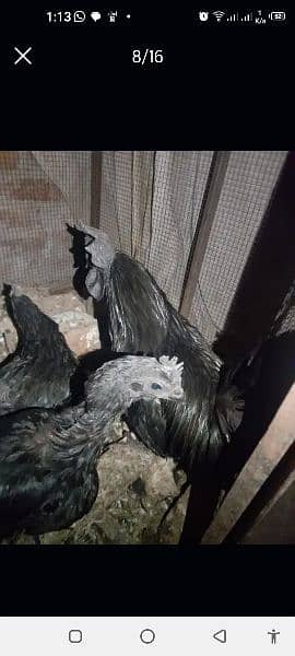 ayam cemani 10