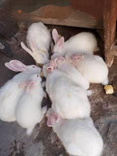 White Rabbits. for sale red eyes