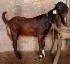 Khoobsorat Laal Daba Bakra for sale