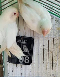 Albino red eye breeder pairs