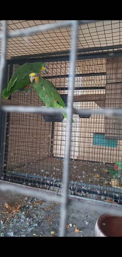 Amazon parrot for sale just for you