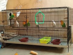 7 piece love bird ready to breed pair with cage 2 portion with box