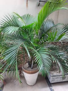 Golden palm indoor plant