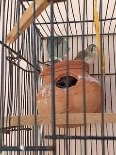 2 zebra finches pair for sale 0