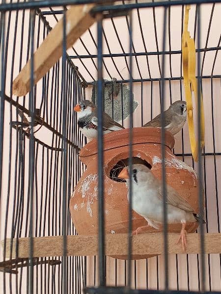 2 zebra finches pair for sale 1