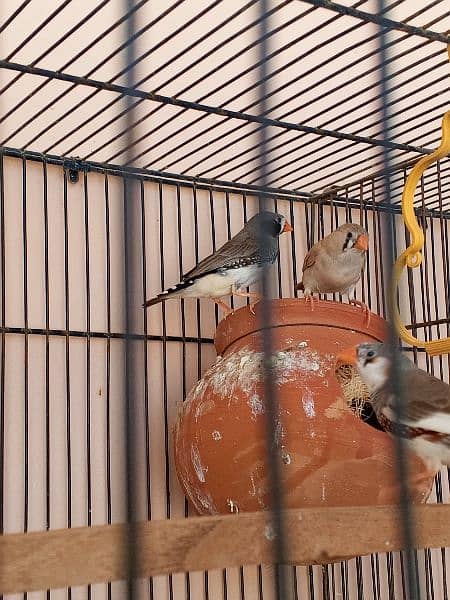 2 zebra finches pair for sale 2