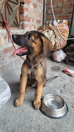 2 month old German shepherd puppy