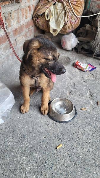 2 month old German shepherd puppy 1