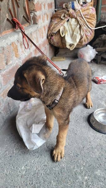 2 month old German shepherd puppy 3