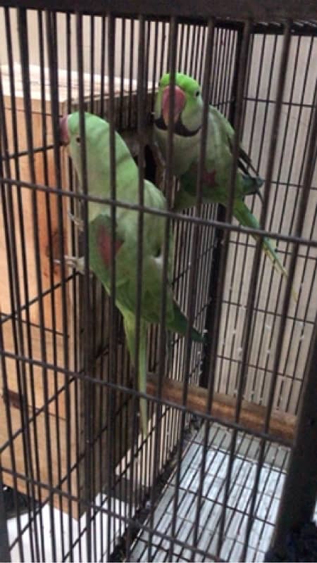 raw perrots pair 1