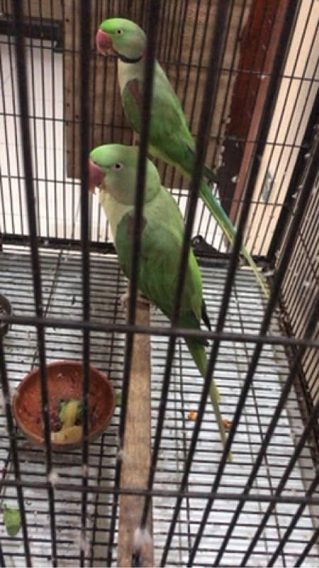 raw perrots pair 2