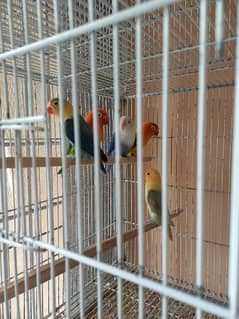 lovebirds for sale 0