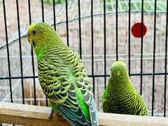 Hand-tamed Parrots for sale