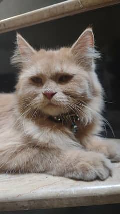 persian cat brown color