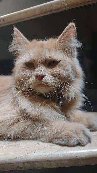 persian cat brown color 0