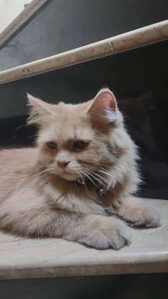 persian cat brown color 1