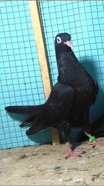 Outclass pigeons kabutar Quality birds Pure Pegions Kabootar Pairs 13