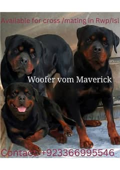 Top pedigree rottweiler for crossing