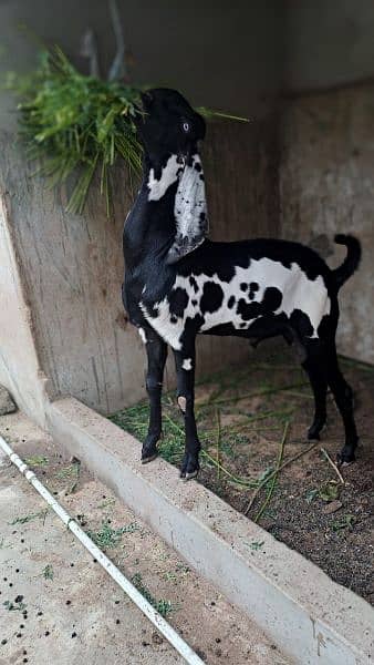 Ballam bhaiya goat 1