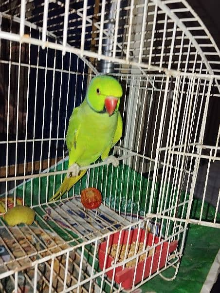 Ringneck Parrot 9