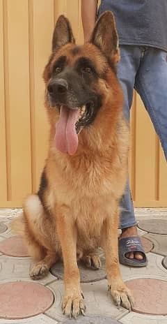 Garman shepherd male non pedigree  age 1.5 year