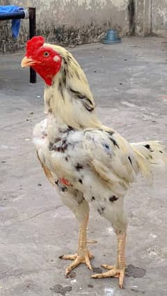 Pure Mianwali Aseel Breed