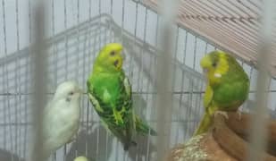 australian parrot 2 pairs for sale