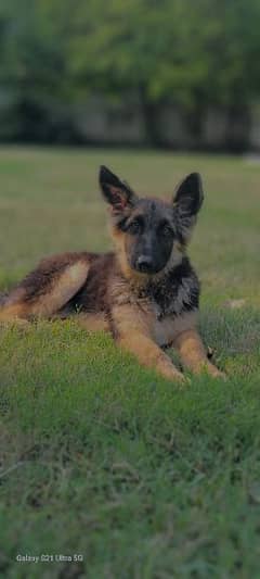 German Shepherd Triple Coat Female