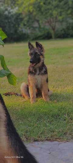 German Shepherd Triple Coat Female