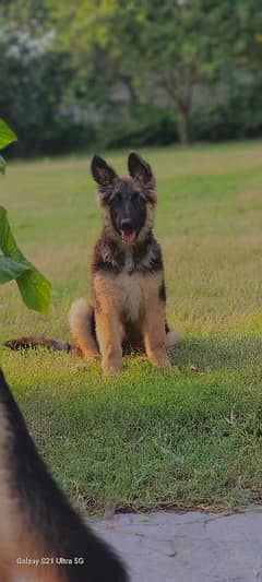 German Shepherd Triple Coat Female