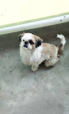 Shih Tzu Pair of Dogs for sale in DHA Lahore.