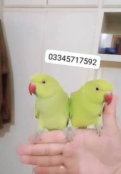 03345717592 Ringneck Green pair parrots