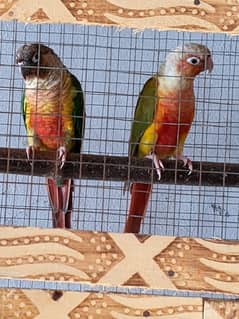 yellow saded conure 4 pair very good red factors