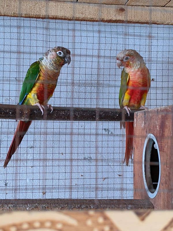 yellow saded conure 3 pair very good red factors 0