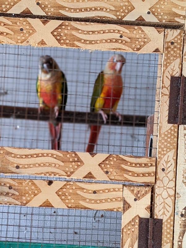 yellow saded conure 3 pair very good red factors 1