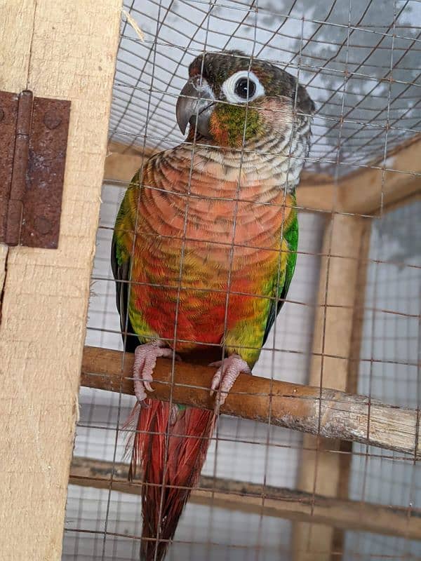 yellow saded conure 3 pair very good red factors 2