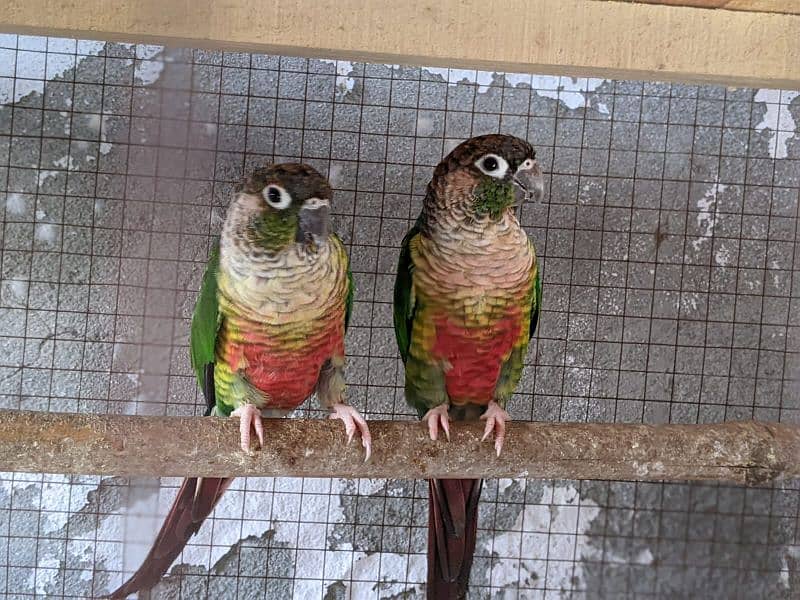 yellow saded conure 3 pair very good red factors 3