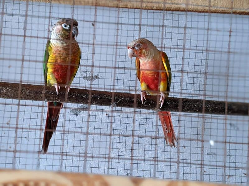 yellow saded conure 3 pair very good red factors 4