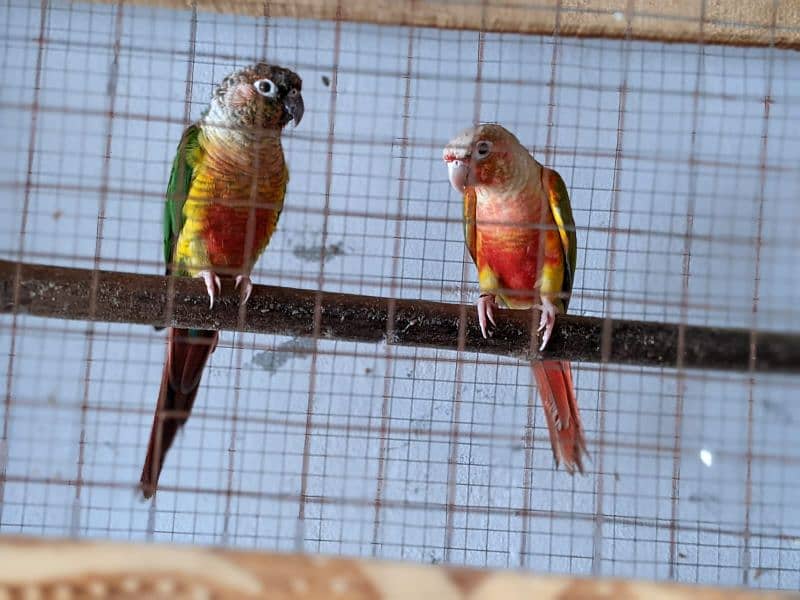 yellow saded conure 3 pair very good red factors 5